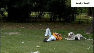 Fake tiger prank 2 #ranbiettroll