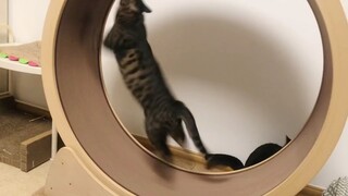 القط الأسود: هكذا تلعب بهذه اللعبة!