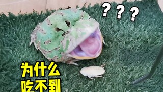 After seven years of raising this old frog, which is now unable to take care of itself, can it still