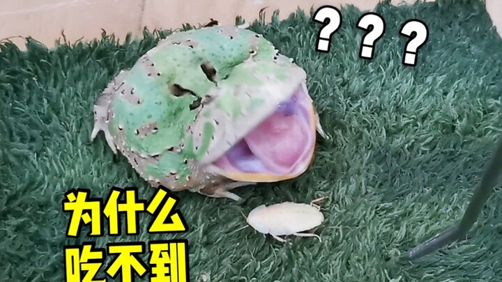 Setelah tujuh tahun membesarkan katak tua ini, yang kini tak mampu lagi mengurus dirinya sendiri, bi