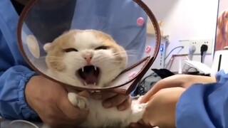 打个针差点三个医生都按不住，太惨了~