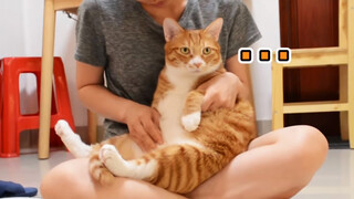 Kucing Tak Bisa Mendengar Kata-kata Ini