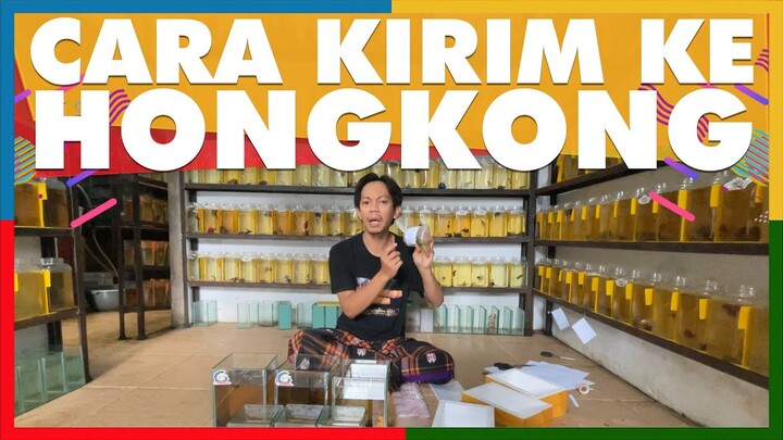 jual cupang ke Hongkong, begini caranya