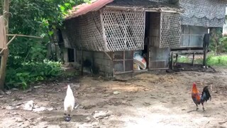 #backyarads