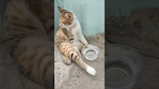bangun tidur terus minum #shorts #viral #kucing #kucinglucu #kucinggemoy #dubbingkucing