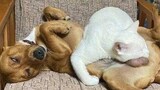 Funny Cat And Dog Videos That Make You Laugh Uncontrollably 😂