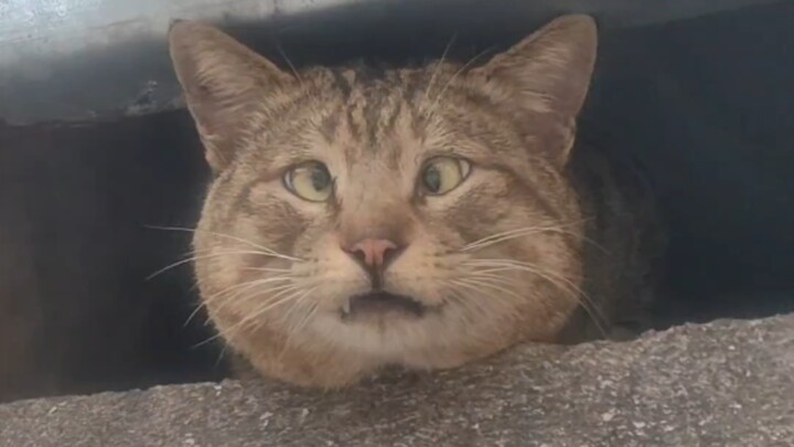 [Hao Mao TV] Been watching too many “keyboard cats”? Come check out some real good cats instead!