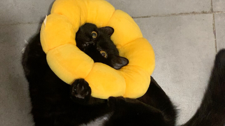 Let me show you how she managed to take off the Elizabethan collar herself.