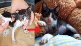 Rescued Abandoned Kitten gets a warm bath and playing happily #kitten