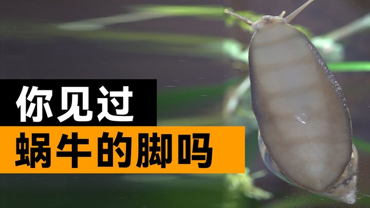 เท้าของหอยทากหน้าตาแบบนี้เหรอ? รวมเหล่าสิ่งมีชีวิตที่ไม่เป็นอย่างที่คุณคิด!