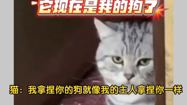 When I came to pick up my dog after a month-long stay at my girlfriend’s place, her cat gave me one 