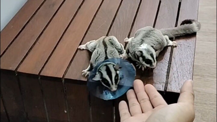 พามาตรวจสุขภาพประจำปี วันที่5 ธันวาคม 2568 #คลีนิครักษาสัตว์ #ชูการ์ไกรเดอร์