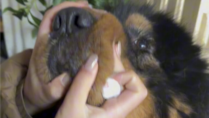 我怎么感觉加布长痘了呢