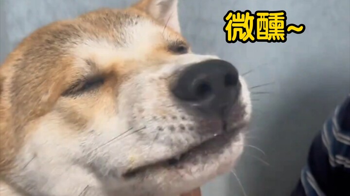 ให้ยาหมาหน่อย หมาดำก็พูดว่า "ทำไมคุณถึงมีธุระกับฉันล่ะ"
