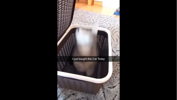 เห็นได้ชัดว่าแมวตัวนี้อยากไปกับฉันมากเลย