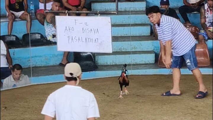 4 STAG DERBY CHAMPION 1        GHX2015 JR3                @RT DAPCO, DAANBANTAYAN