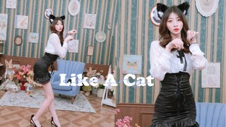 这只小猫咪是你喜欢的那一只吗？✨AOA 猫步轻悄个人版