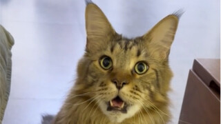 Kucing kecil dari keluarga mana yang datang menggelitik leher saat orang lain sedang buang air?