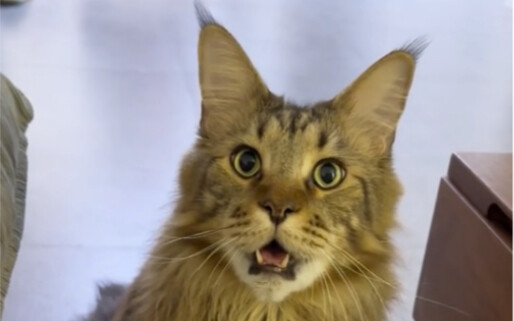 Who let their little kitty sneak up on someone while they're using the restroom?