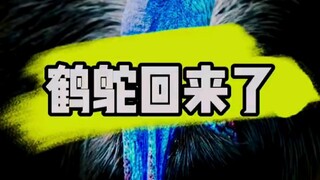 Cassowary Barton is back