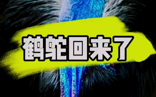 Cassowary Barton is back