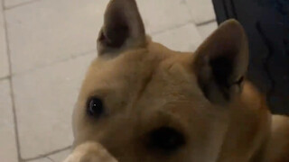 Sức bùng nổ của một chú chó nhà