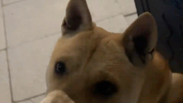 Daya ledak seekor anjing pedesaan