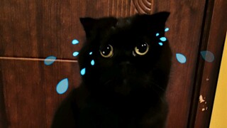 一只黑猫做面膜会咋样？结局亮了！