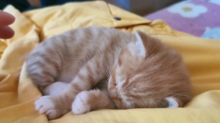 Oh my gosh, this is so cute!