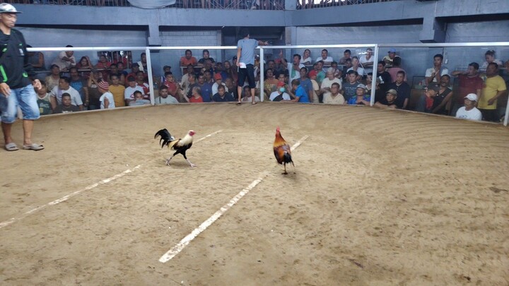 7 months hatch grey hindi naka pormar kalaban👏👏🐓💪