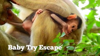 Amazing!!, Baby Monkey Try Hard To Escape From Mum To Learn Walking, Very Adorable Baby Rex​ Escape