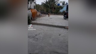Idol của nữa năm trước đi vẫn dẻo lắm 😂😂😂KhoanhKhacDatGia chó_cưng