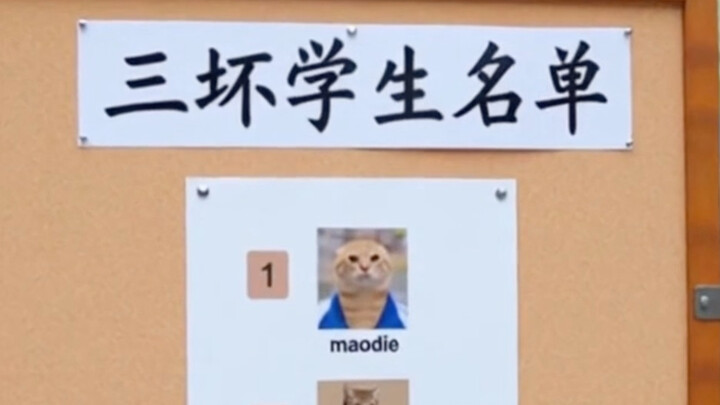 Kucing Lansia Ikut Serta dalam “Transformasi”