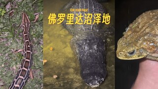 Pt.9 你喜欢佛罗里达大沼泽地朋友们吗？⚠️沼泽小狗越看越可爱