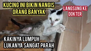 Astagfirullah Kucing Jalanan Ini Menangis Merintih Karena Sakit Tidak Bisa Bangun Mencari Makan..!