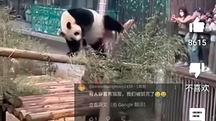 外网热议中国熊猫不雅动作惹外国游客爆笑，20万人浏览，网友：这肯定是人假扮的