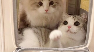 Những chú mèo con tình cảm tốt đến đâu cũng phải dính lấy nhau