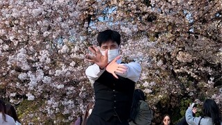 Bunga menari di bawah pohon sakura