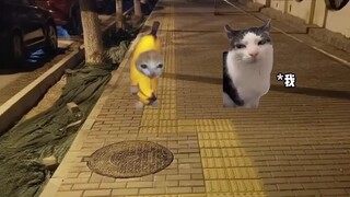 当我来东北不小心踩到井盖时