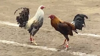 DOME VS DALUSAPI, 330K PRADA NG KALABAN DEHADO LUCENA VS LAIYA BATANGAS #SABONG 2HITS PILIPINAS