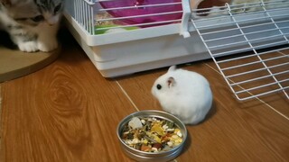 Animal|Brave Hamster