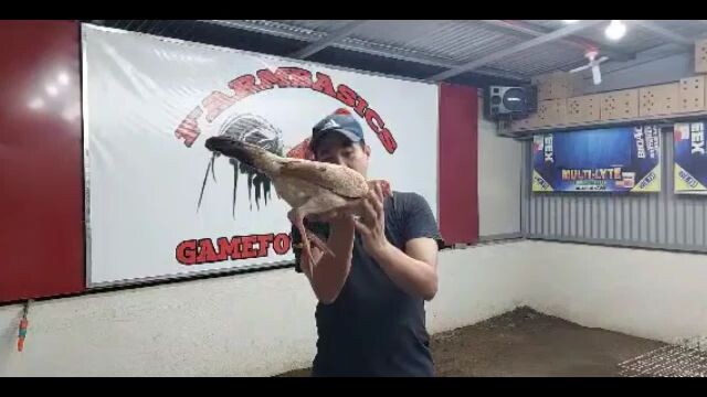 Acquired from Farmbasics Gamefowl.