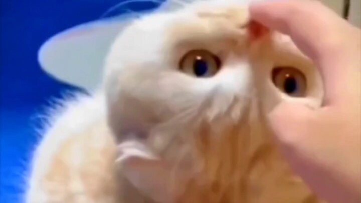 Lucu banget, nggak punya kepala!