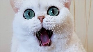 😂 Funniest Cats and Dogs Videos 😺🐶 || 🥰😹 Hilarious Animal Compilation №90