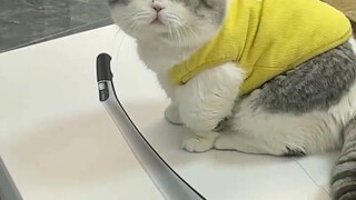 正大光明摸鱼 哈哈哈