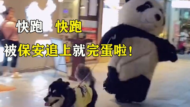 Apakah dia dikejar dan dipukuli oleh petugas kebersihan setiap hari? Apa yang dialami panda raksasa 
