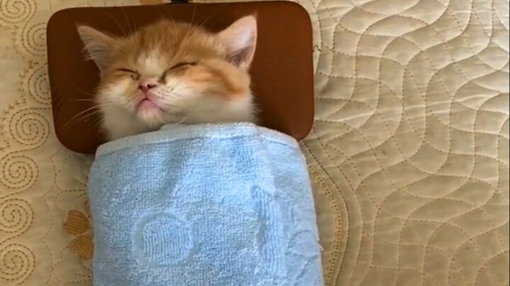 Chủ nhân dùng chăn cuộn mèo con đang ngủ lại, đáng yêu quá!