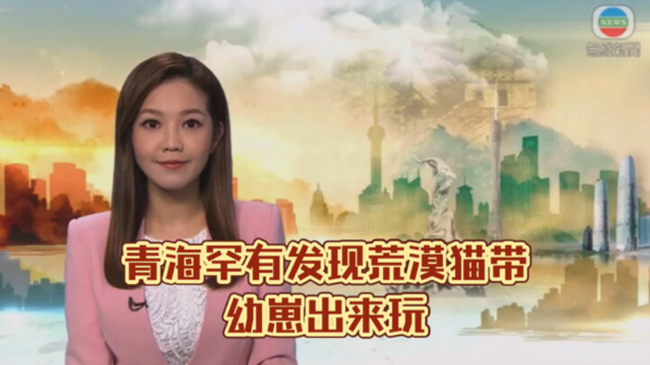(TVB News) A rare sighting in Qinghai: a desert cat out playing with its kittens
