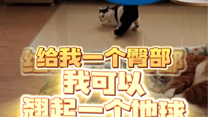 “Kucing Tuan Rumah”