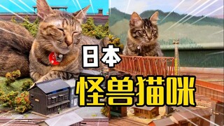 日本怪兽小猫拯救破产餐厅？！